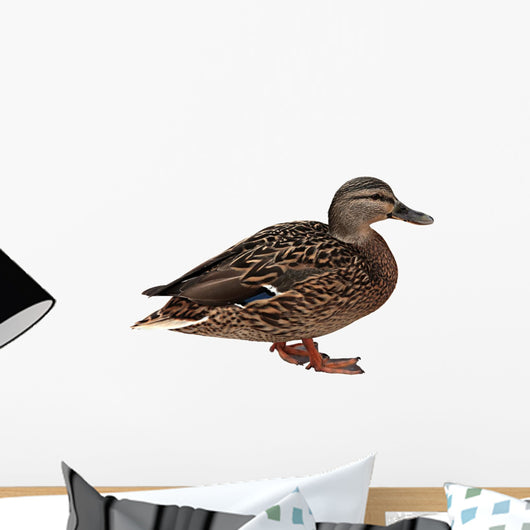 Female Mallard with Clipping