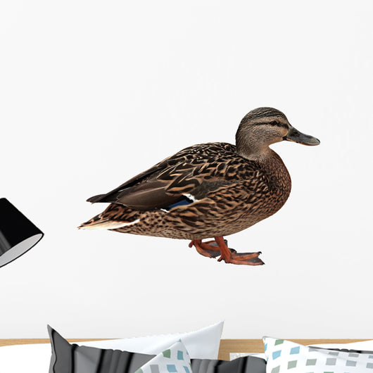 Female Mallard with Clipping