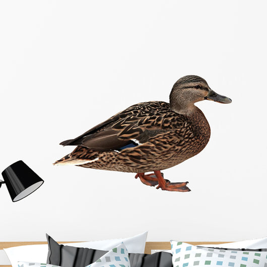 Female Mallard with Clipping