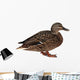 Female Mallard with Clipping