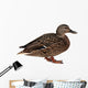 Female Mallard with Clipping
