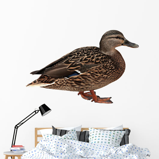Female Mallard with Clipping
