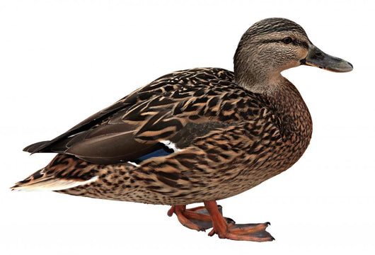 Female Mallard with Clipping