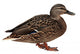Female Mallard with Clipping