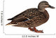 Female Mallard with Clipping