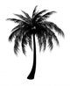 Silhouette Palm