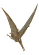 Pteranodon