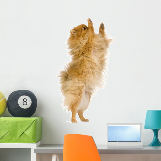 Spitz 3 Years Wall Mural