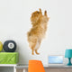 Spitz 3 Years Wall Mural
