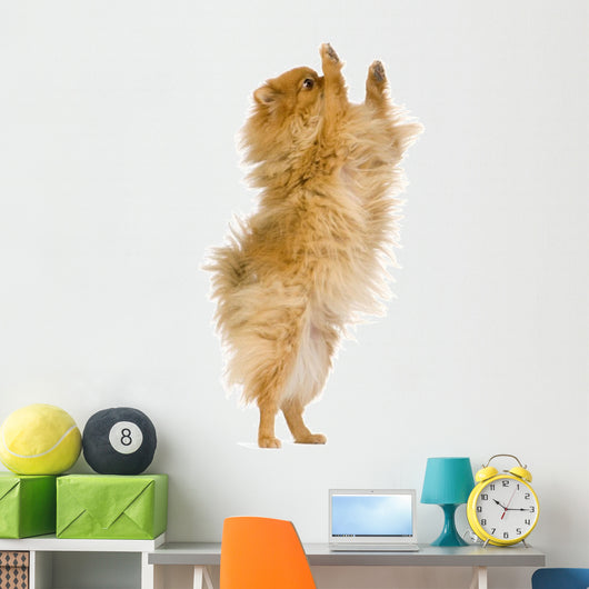 Spitz 3 Years Wall Mural