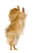 Spitz 3 Years Wall Mural