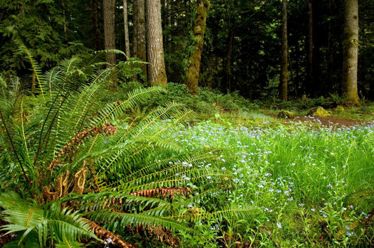 washington trails Wall Mural