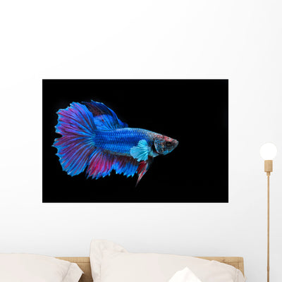 Fight Fish shown on a wall