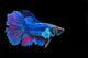 Fight Fish
