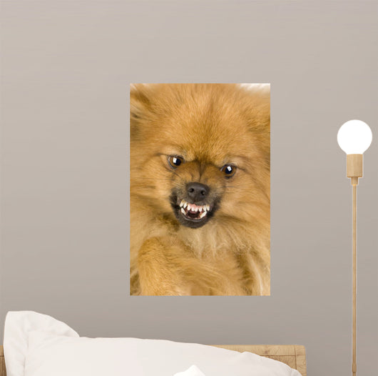 Spitz 3 Years