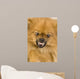 Spitz 3 Years
