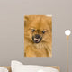 Spitz 3 Years