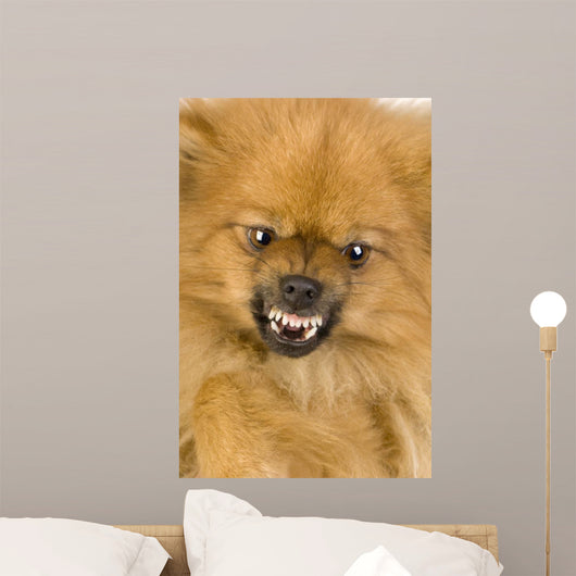 Spitz 3 Years