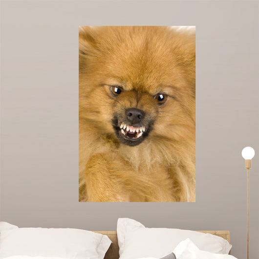 Spitz 3 Years