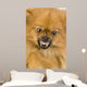 Spitz 3 Years