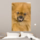Spitz 3 Years