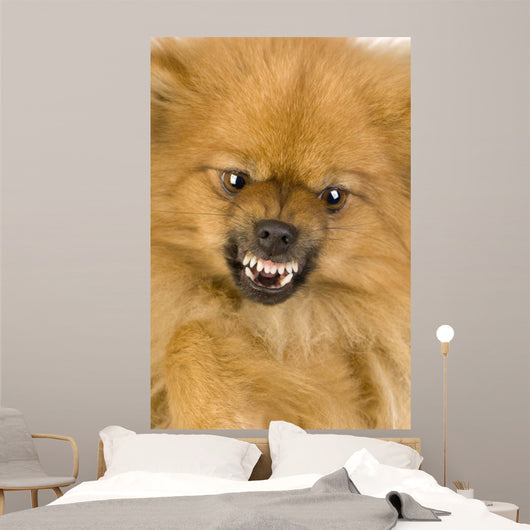 Spitz 3 Years
