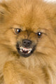 Spitz 3 Years