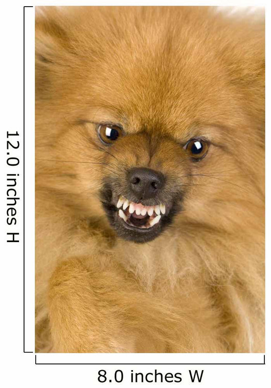 Spitz 3 Years