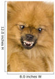 Spitz 3 Years