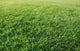 Lawn Wall Decal