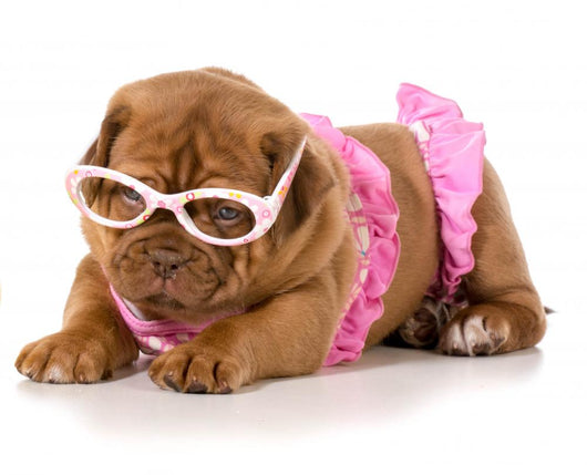 Dog in Bikini Wall Decal