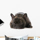 French Bulldog Wall Decal
