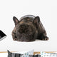 French Bulldog Wall Decal