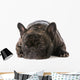 French Bulldog Wall Decal
