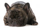 French Bulldog Wall Decal