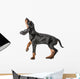 Black and Tan Coonhound