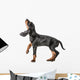 Black and Tan Coonhound