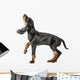 Black and Tan Coonhound