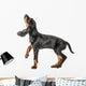 Black and Tan Coonhound