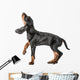 Black and Tan Coonhound