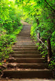 Stairway to Forest