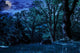 Forest Glade Shade Trees