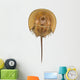 Californian Horseshoe Crab Isolated on White Background. Wall Decal