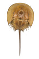 Californian Horseshoe Crab Isolated on White Background. Wall Decal
