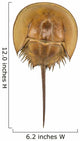 Californian Horseshoe Crab Isolated on White Background. Wall Decal