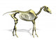 Horse Skeleton Wall Decal