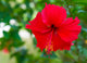 Red Flower Hibiscus