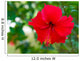 Red Flower Hibiscus