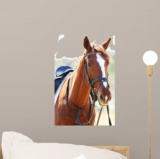Purebred Horse Bright