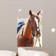 Purebred Horse Bright